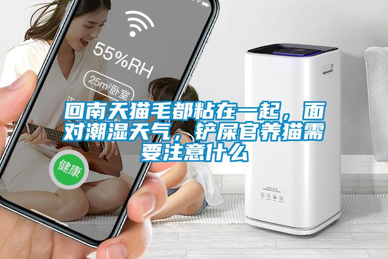 回南天貓毛都粘在一起，面對潮濕天氣，鏟屎官養貓需要注意什么