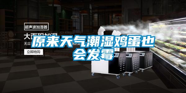原來(lái)天氣潮濕雞蛋也會(huì )發(fā)霉