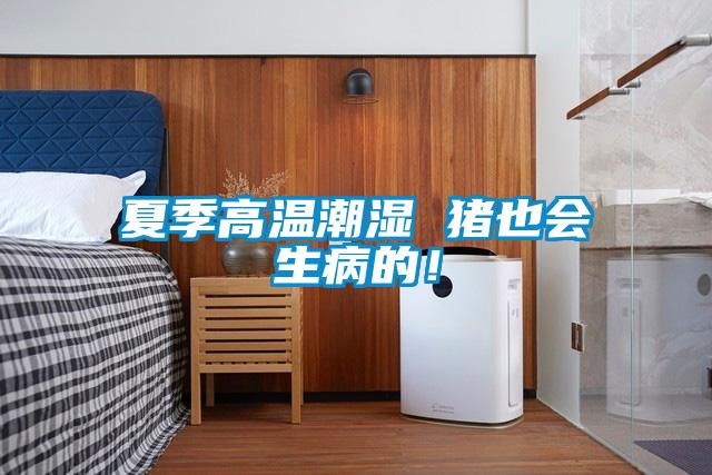 夏季高溫潮濕 豬也會(huì )生病的！