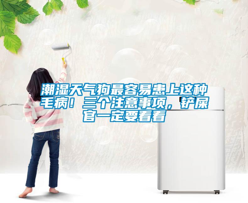 潮濕天氣狗最容易患上這種毛??！三個(gè)注意事項，鏟屎官一定要看看
