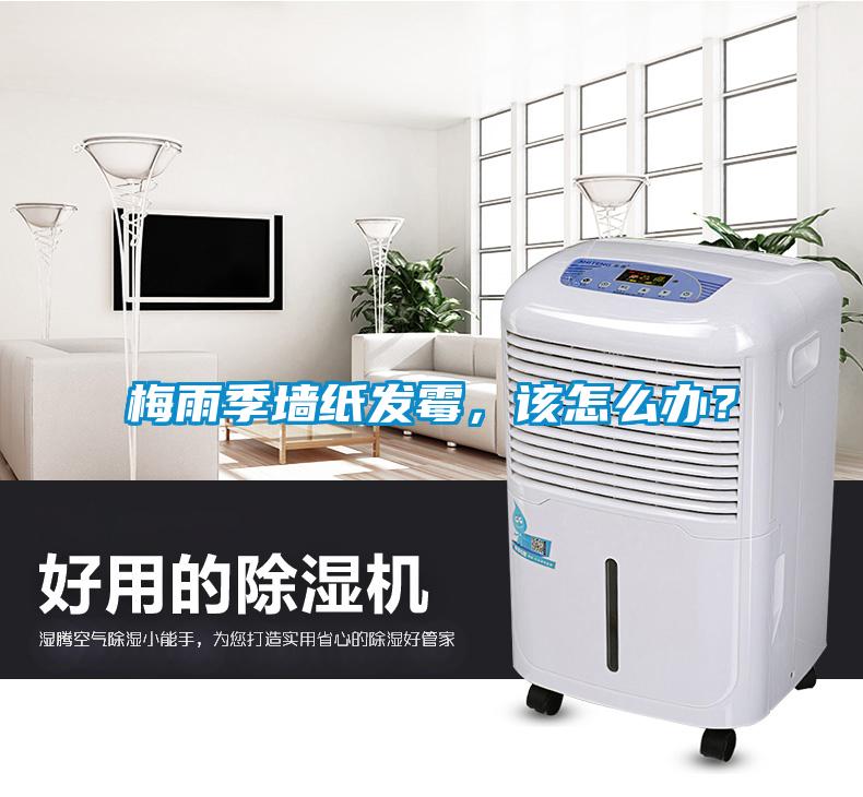 梅雨季墻紙發(fā)霉，該怎么辦？