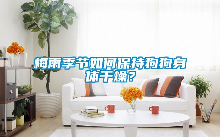 梅雨季節如何保持狗狗身體干燥？