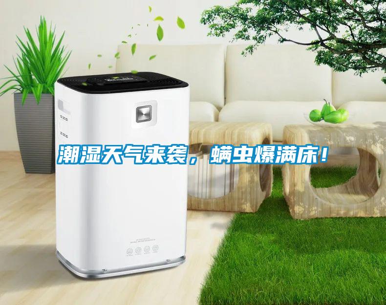 潮濕天氣來(lái)襲，螨蟲(chóng)爆滿(mǎn)床！