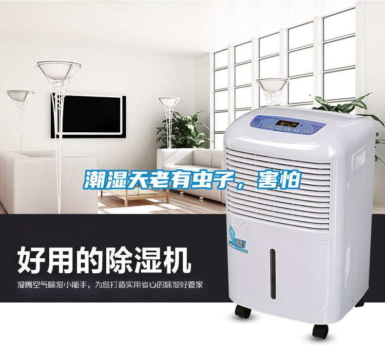 潮濕天老有蟲(chóng)子，害怕