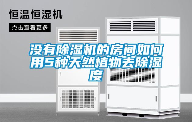 沒(méi)有除濕機的房間如何用5種天然植物去除濕度