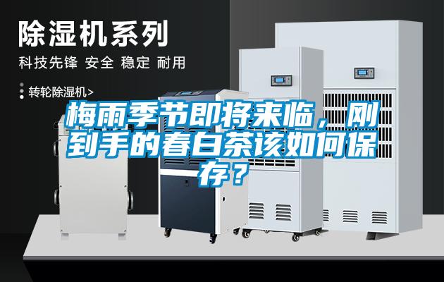 梅雨季節即將來(lái)臨，剛到手的春白茶該如何保存？