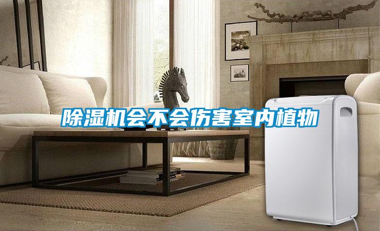 除濕機會(huì )不會(huì )傷害室內植物