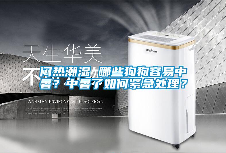 悶熱潮濕 哪些狗狗容易中暑？中暑了如何緊急處理？