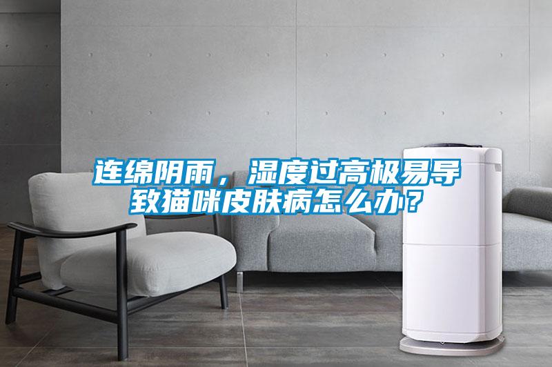 連綿陰雨，濕度過(guò)高極易導致貓咪皮膚病怎么辦？