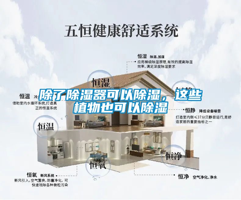 除了除濕器可以除濕，這些植物也可以除濕